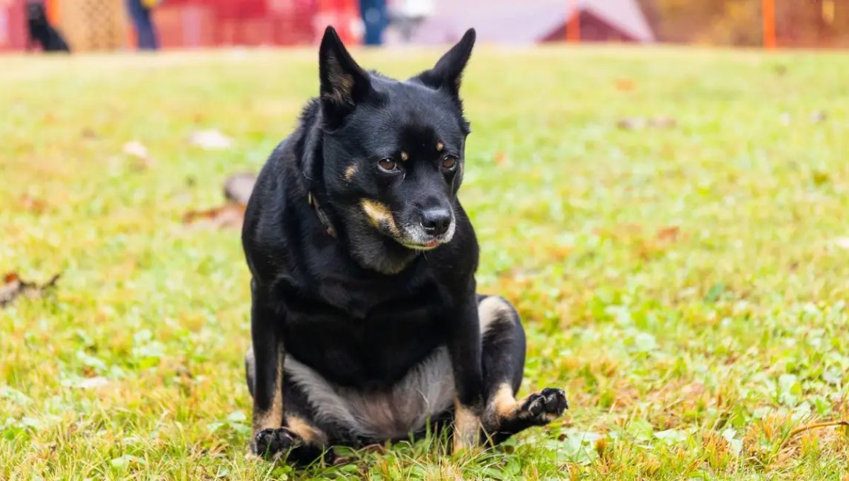 Qué significa que tu perro arrastre la cola por el suelo y cuándo ir a la veterinaria