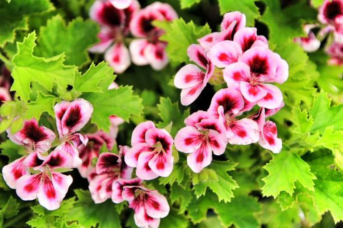 Pelargonio, la planta que ahuyenta mosquitos. Pelargonio, la planta que ahuyenta mosquitos. 