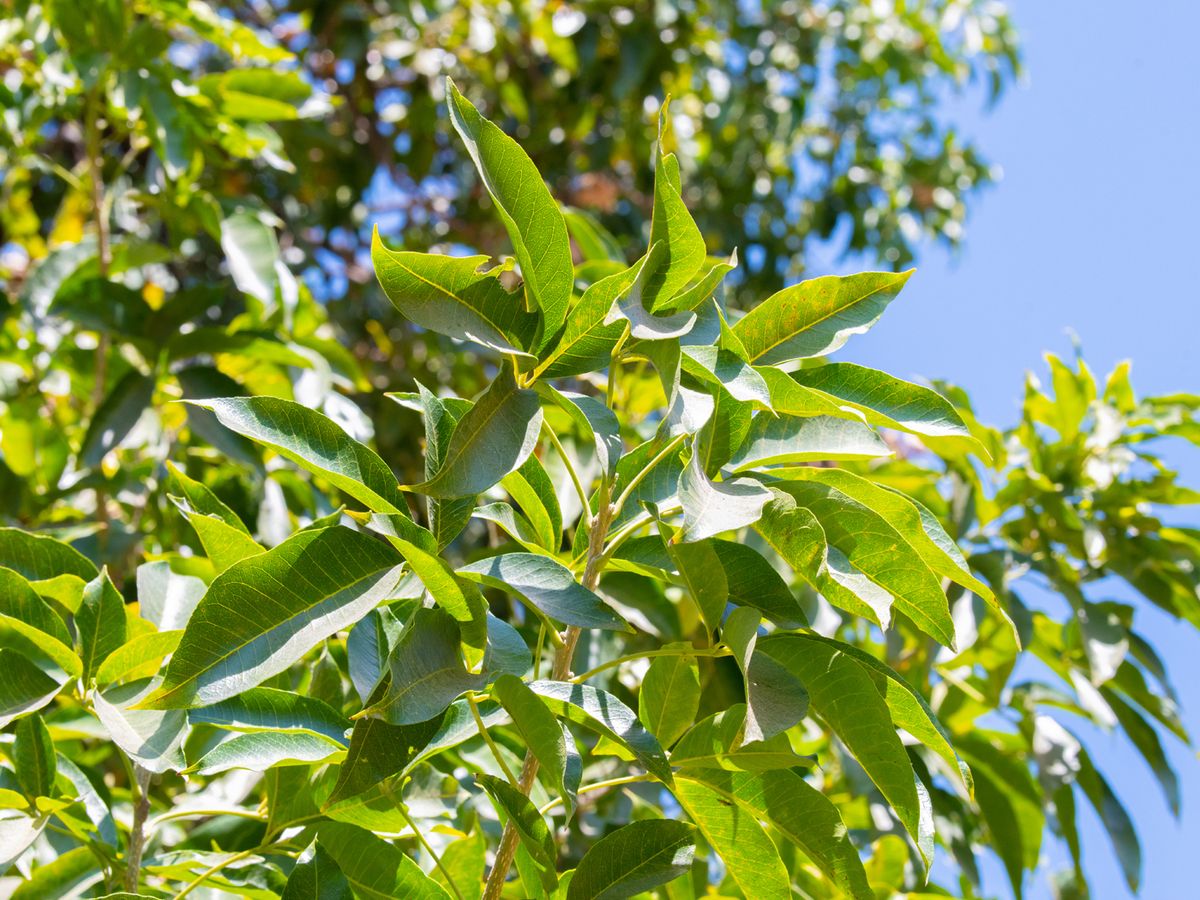 El árbol frutal de tamaño medio que se cultiva en maceta y deja un aroma dulce en el jardín