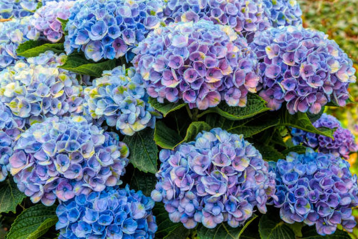 Esta planta es un im&aacute;n para la mala suerte, seg&uacute;n el Feng Shui.