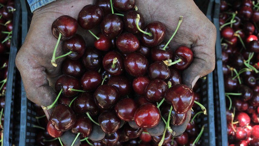 Se abrió el mercado tailandés para uvas y cerezas de Mendoza