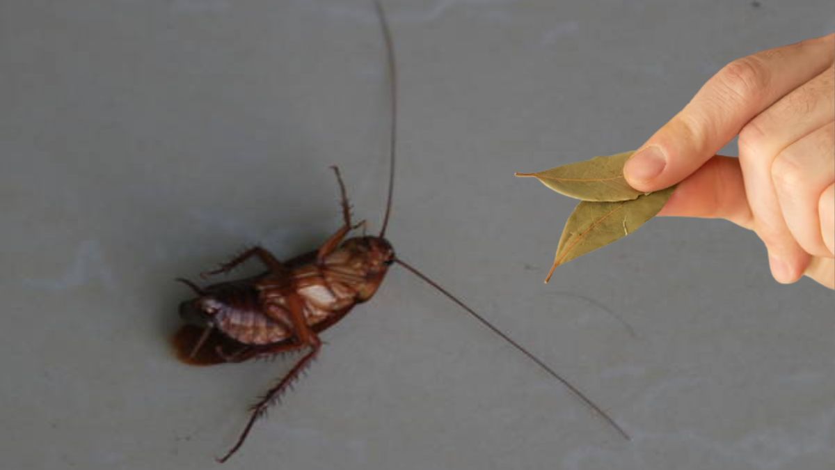 Hojas de laurel: un método efectivo para eliminar cucarachas. Hojas de laurel: un método efectivo para eliminar cucarachas. 