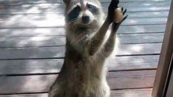 Viral del día: un mapache muy caradura y tierno