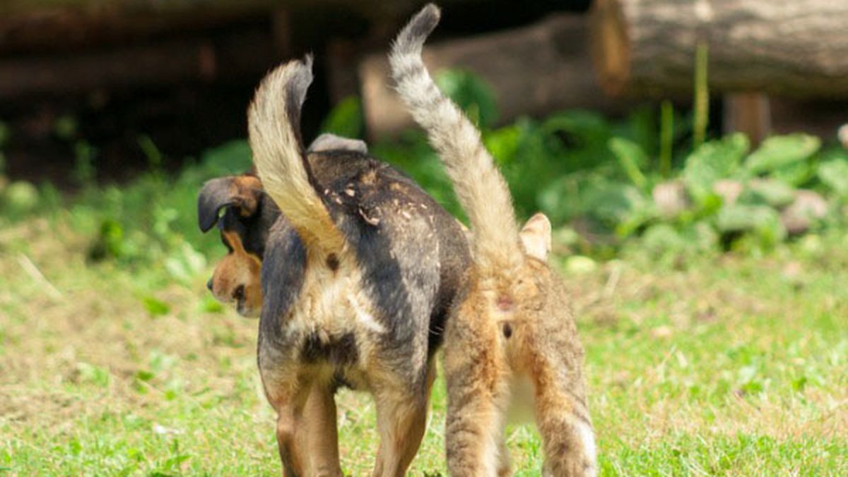 El movimiento de la cola es un gran gesto corporal para el estudio del comportamiento de mascotas.