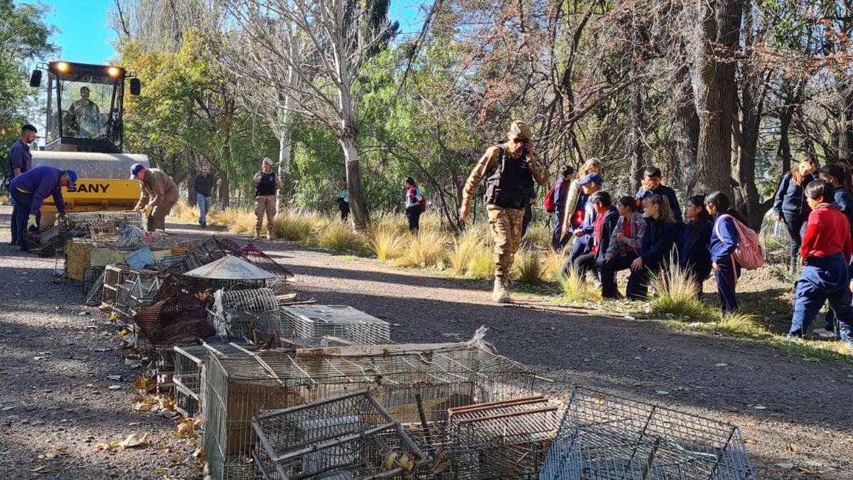 Destruyen jaulas y tramperos.