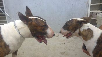 Tragedia inesperada: un hombre murió desangrado intentando separar a sus perros Tragedia inesperada: un hombre murió desangrado intentando separar a sus perros