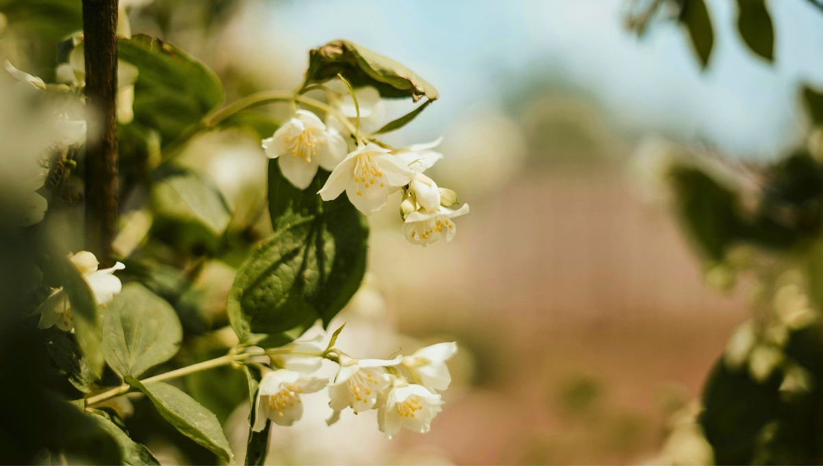 Con este simple truco, tu jazmín se mantendrá más fuerte, florido y resistente todo el año. Con este simple truco, tu jazmín se mantendrá más fuerte, florido y resistente todo el año.