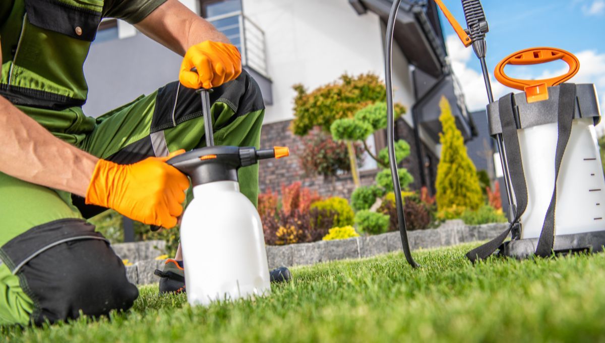 El insecticida casero que es oro líquido para eliminar la mosca blanca 