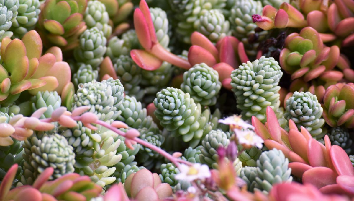 Suculentas. Suculentas.