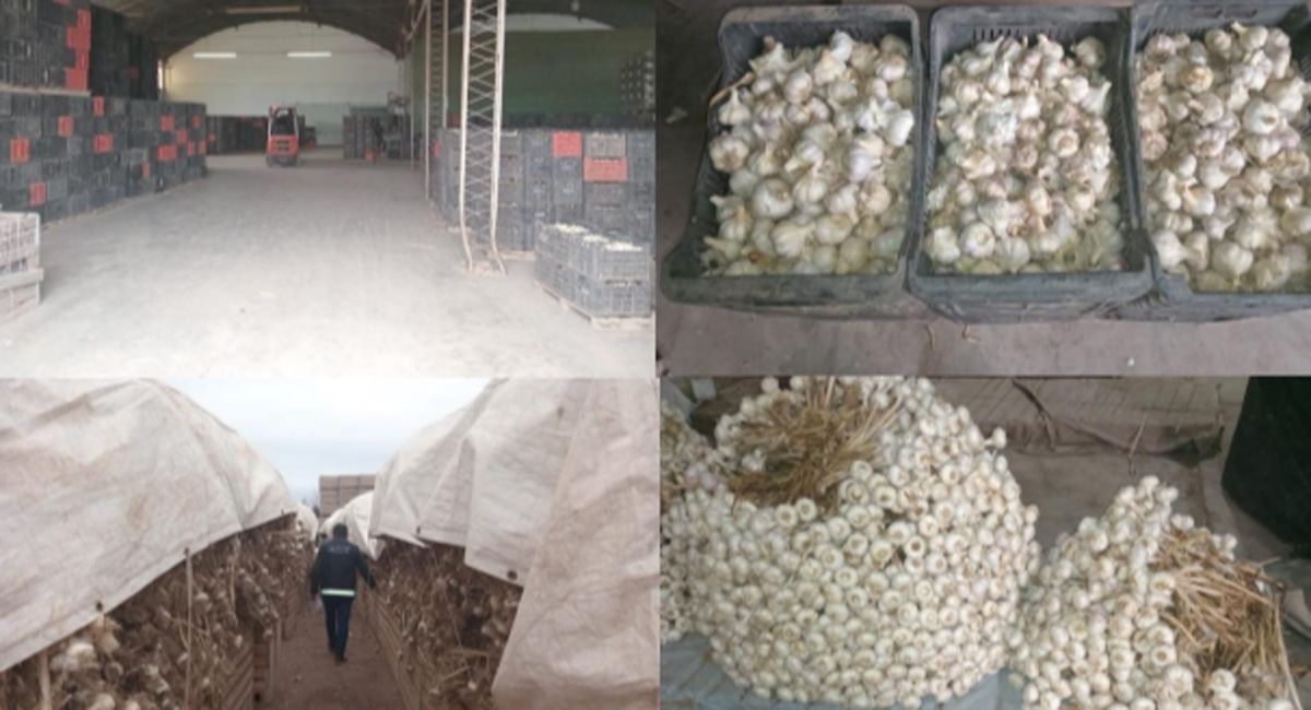 En un galpón de Guaymallén incautraron varias toneladas de ajo, los que no tenían la documentación respaldatoria.