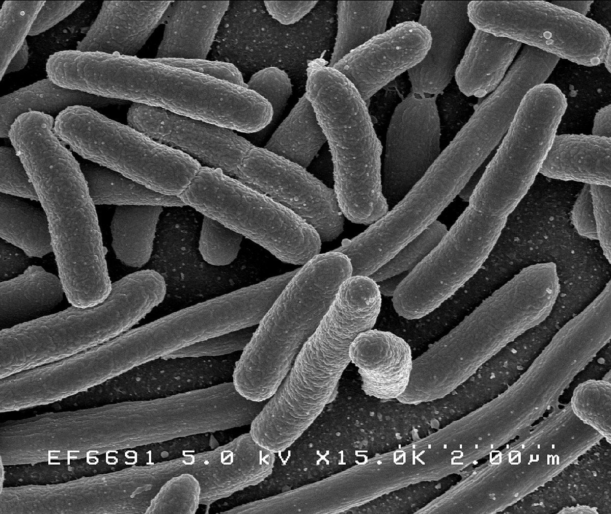 Las bacterias estomacales fueron clave en llegar al nuevo descubrimiento.
