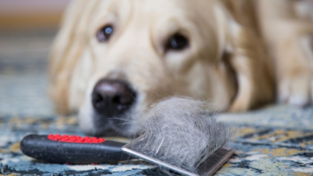 Uno de los trucos a tener en cuenta es cepillar a tu mascota siempre en el mismo lugar.