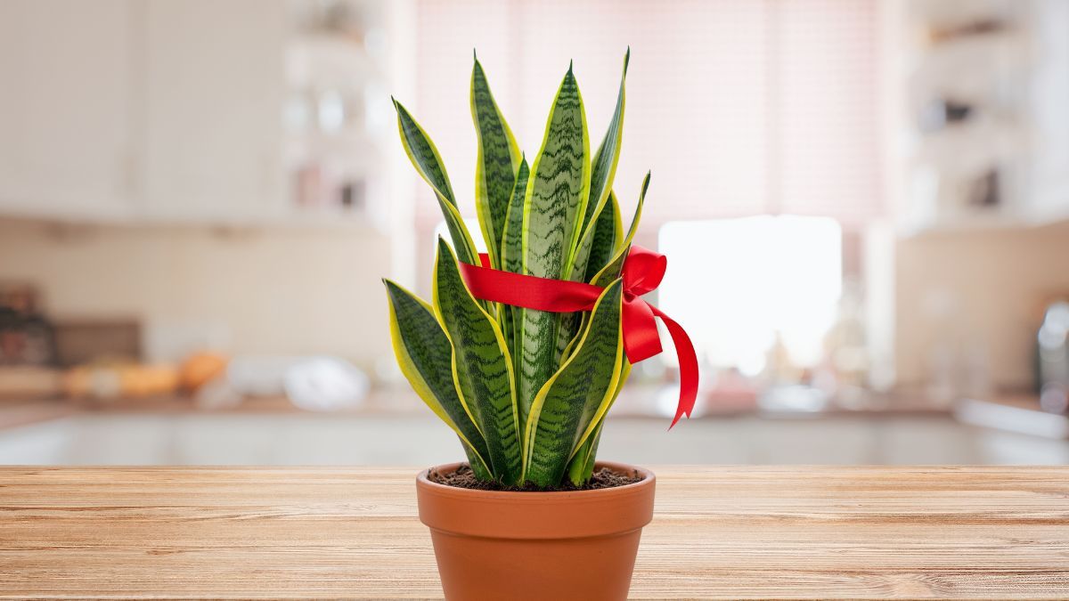 Por esta razón debes tener una cinta roja en tu sansevieria o lengua de suegra.