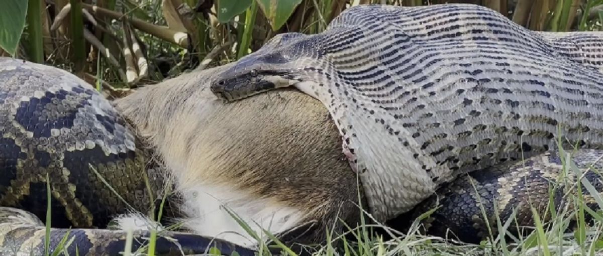 La pitón birmana engulle un venado que pesa mucho menos que ella. La pitón birmana engulle un venado que pesa mucho menos que ella.