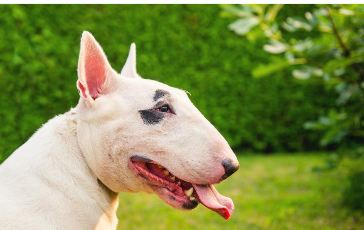 El perro reaccion&oacute; y le provoc&oacute; una herida de gravedad a su due&ntilde;o.&nbsp;