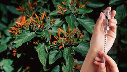 Planta de insulina, la especie que ayuda a reducir los niveles de azúcar en la sangre