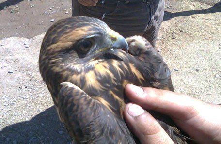Secuestraron 29 aves silvestres en un operativo en Las Heras y un pichón de  águila en