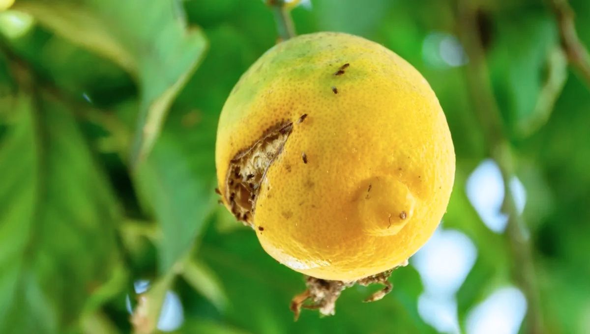 Ni cochinilla, ni pulgón: la plaga que mata a tu árbol limonero y cómo identificarla