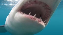 Feroz. El tiburón blanco tiene una mordida mortal.