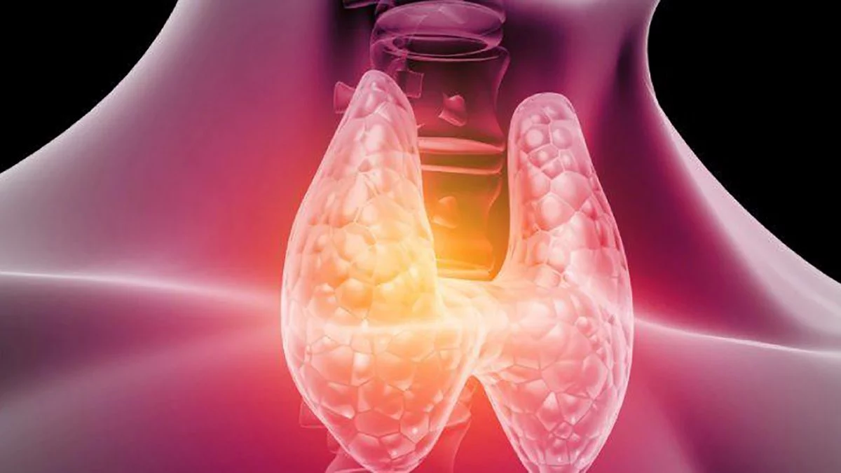 Cómo estimular la tiroides para adelgazar de forma natural. Cómo estimular la tiroides para adelgazar de forma natural.