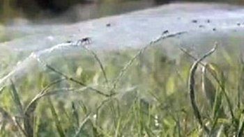 Miles de arañas invadieron un barrio y causaron terror