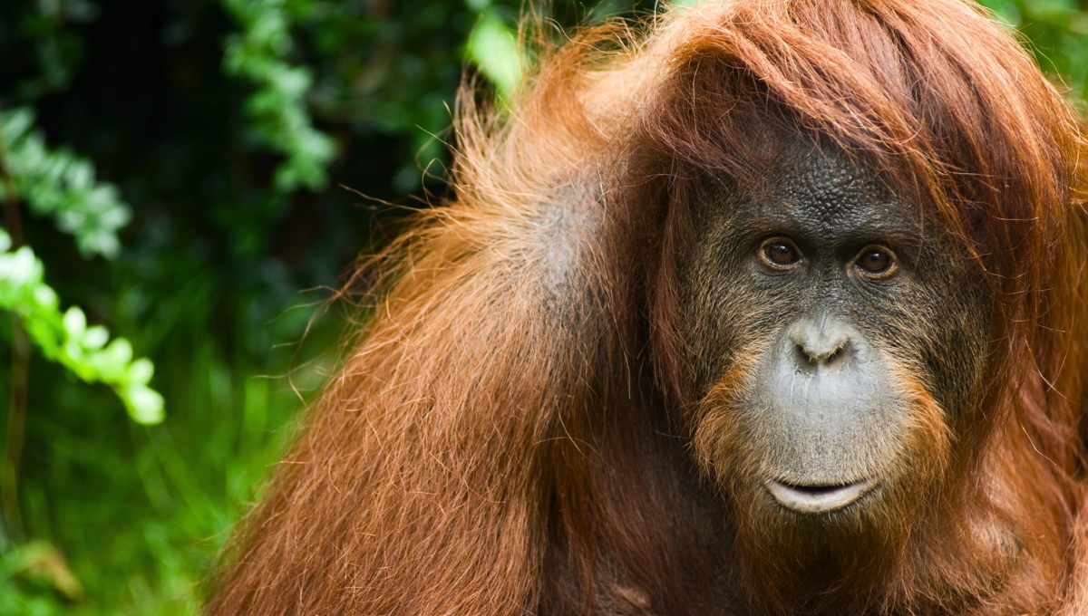 Los orangutanes son un género de primates homínidos que comprende tres especies de grandes simios originarios de Indonesia y Malasia