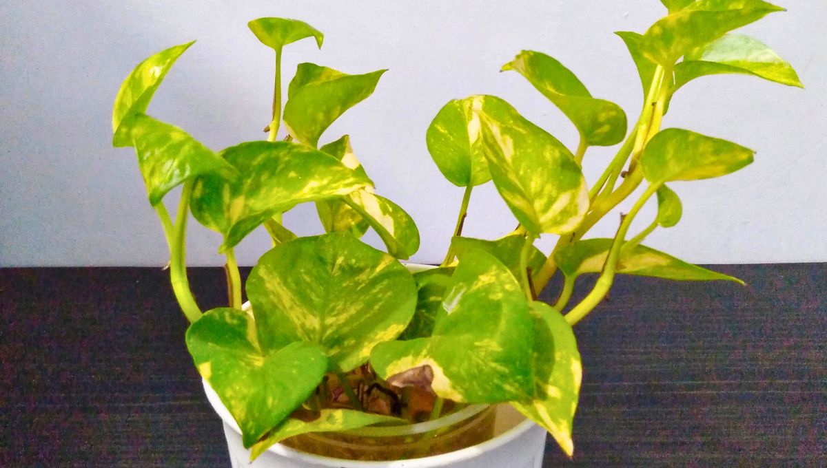 Cuanto mejor cuides tu potus, más sano estará y más tallos nuevos nacerán. Cuanto mejor cuides tu potus, más sano estará y más tallos nuevos nacerán.