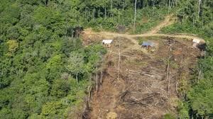 Brasil no necesita subsidio alemán para la Amazonía dijo Jair Bolsonaro
