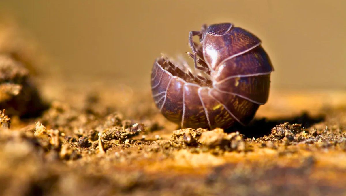 Bicho bolita: el diminuto animal que ayuda a descontaminar la tierra y mantenerla fértil