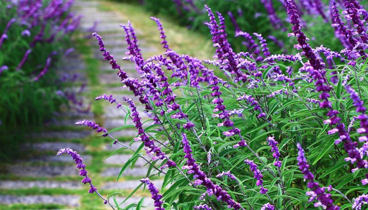 Puedes cultivar esta planta en el jardín o en una terraza. Imagen: Pixabay Puedes cultivar esta planta en el jardín o en una terraza. Imagen: Pixabay