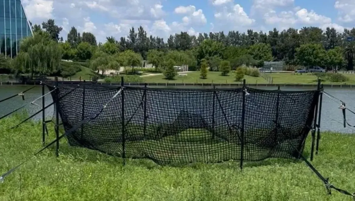 Instalaron trampas para atrapar a los carpinchos.