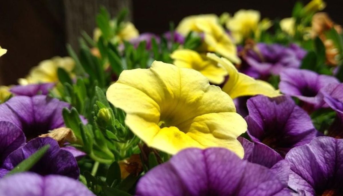 Las recomendaciones que ningún jardinero te cuenta para cuidar tus plantas de petunias en otoño