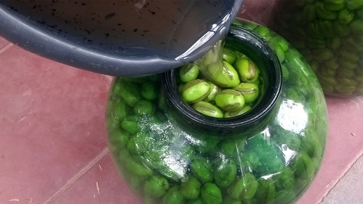 No hay nada más satisfactorio que elaborar esta receta de aceitunas en casa. Foto: gentileza El Tilo Taller Permacultural﻿.