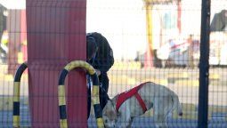 Los perros que detectan bombas