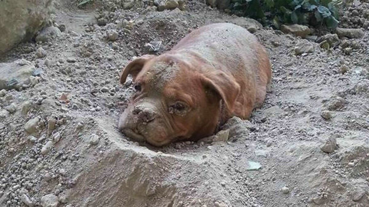 Hombre cruel y sin piedad: enterró vivos a cuatro perros y hay mucha indignación