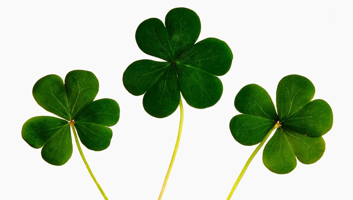 El color de la suerte para este sábado 6 de diciembre es el blanco. El color de la suerte para este sábado 6 de diciembre es el blanco.