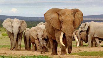 El tráfico de fauna salvaje, a examen en Johannesburgo