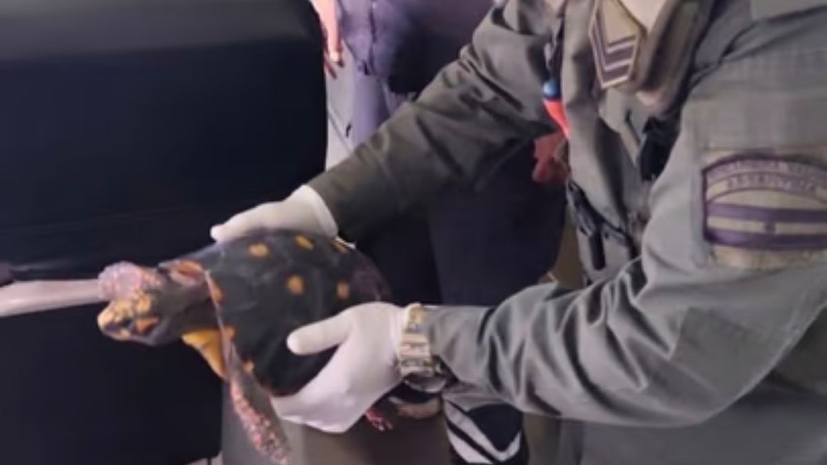 La tortuga que fue encontrada en el operativo. La tortuga que fue encontrada en el operativo.