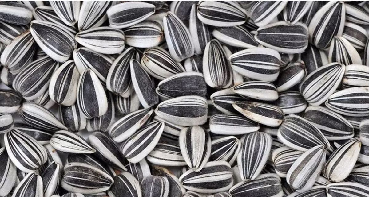 Beneficio de comer semillas de girasol, ideales para bajar de peso. Beneficio de comer semillas de girasol, ideales para bajar de peso.