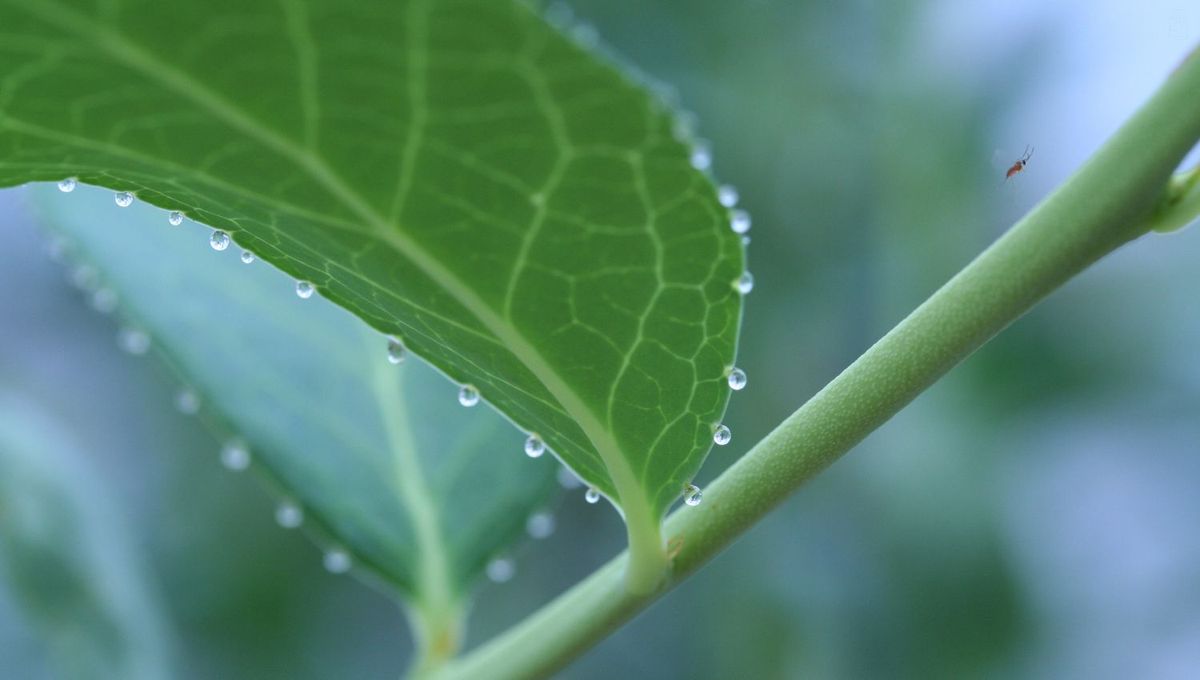 Qué significa que las plantan lloren