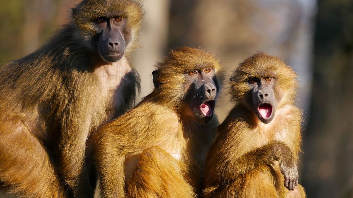 Varios ejemplares de monos fueron envenenados en Sao Paulo por miedo a contagiarse la viruela símica