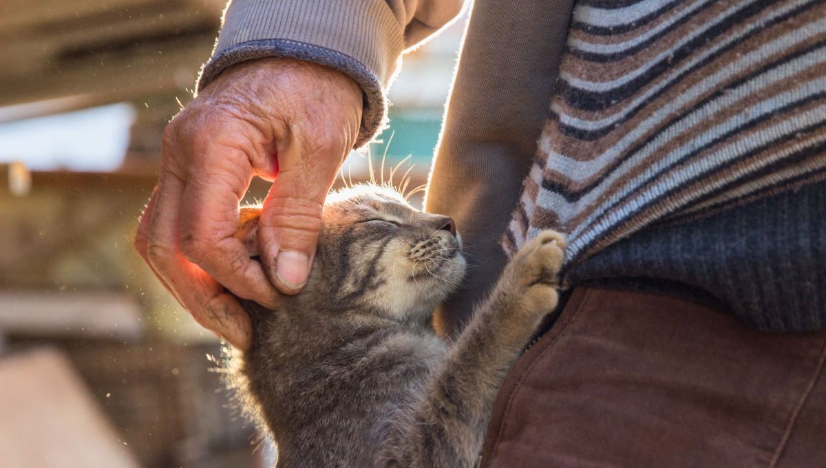 Qué significa que tu gato te amase con sus patitas: el tierno gesto que revela mucho