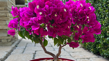 Como hacer un bonsái de buganvilla en tu jardín: guía con el paso a paso Como hacer un bonsái de buganvilla en tu jardín: guía con el paso a paso