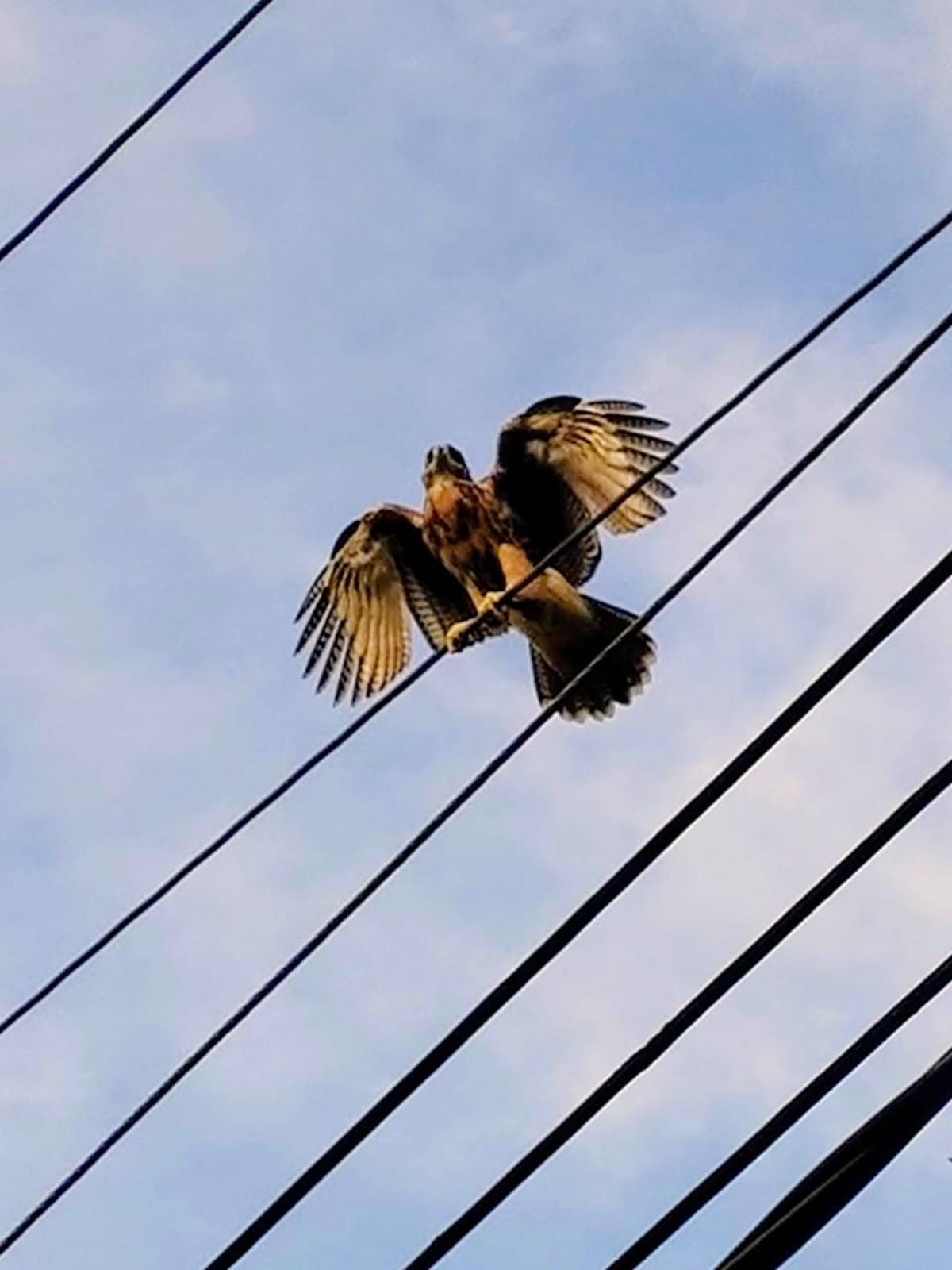 Un gavilán mixto rasguñó a un joven del barrio Sanidad y asustó a esa comunidad. Un gavilán mixto rasguñó a un joven del barrio Sanidad y asustó a esa comunidad.