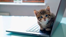 Este comportamiento es más normal de lo que parece en los felinos.