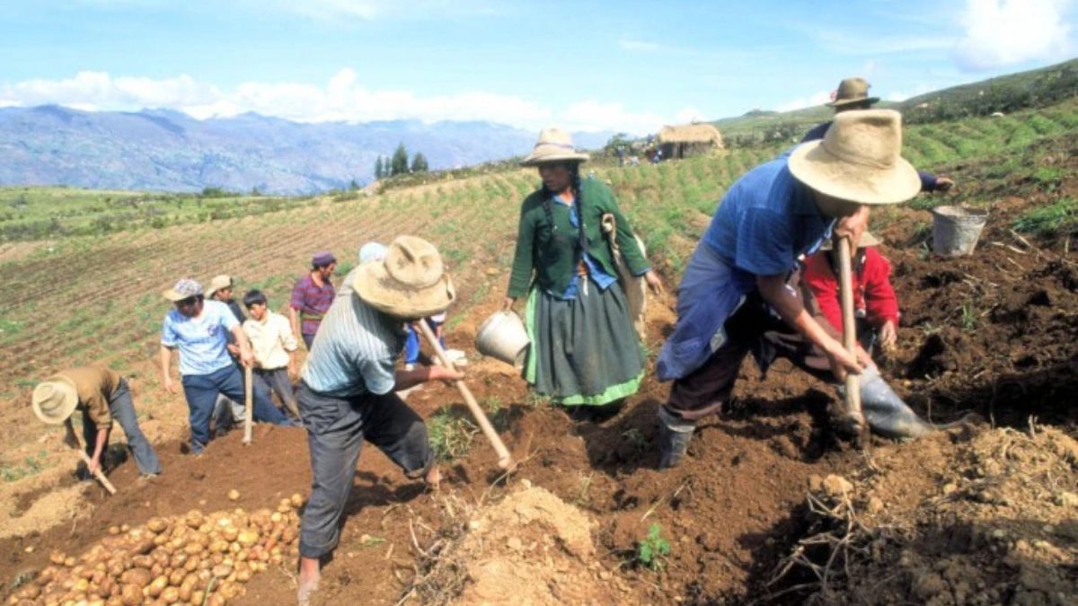 Cosecha de papas. (Foto: sudamericarural.com) Cosecha de papas. (Foto: sudamericarural.com)