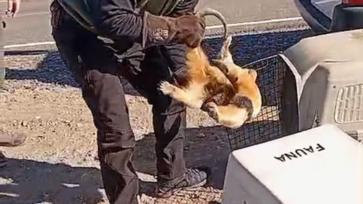 El osito melero encontrado en Santa Rosa y rescatado por personal de Fauna.