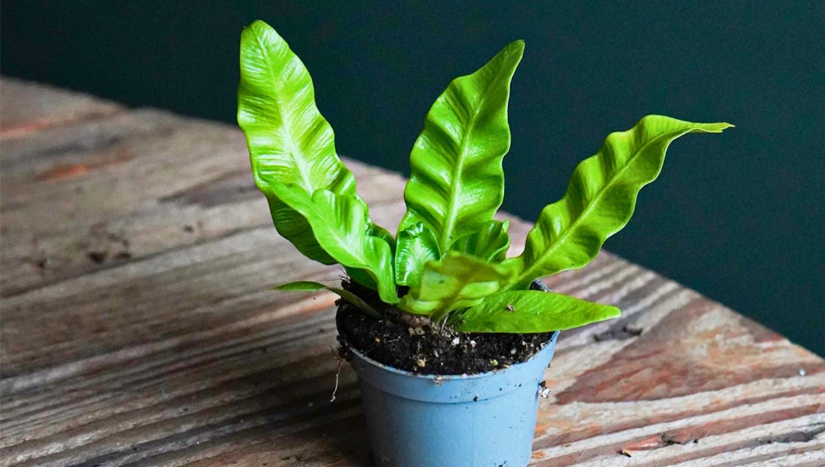 Se adapta muy bien a pequeñas macetas con suelo fértil Se adapta muy bien a pequeñas macetas con suelo fértil