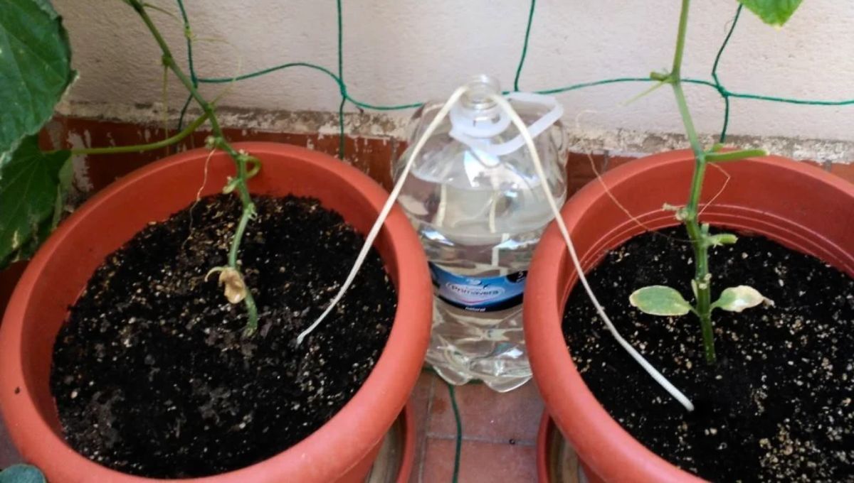El algodón transporta gradualmente el agua al sustrato.&nbsp;