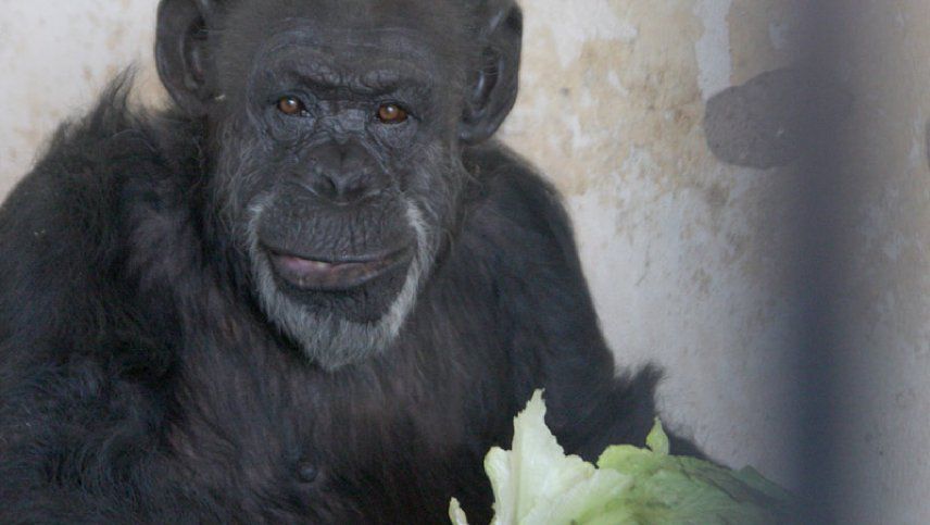 La mona Cecilia fue trasladada porque se consideró que se estaban vulnerando sus derechos. La mona Cecilia fue trasladada porque se consideró que se estaban vulnerando sus derechos.